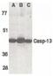 Caspase-13 antibody, PA5-19949, Invitrogen Antibodies, Western Blot image 