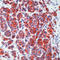 Melan-A antibody, LS-C88477, Lifespan Biosciences, Immunohistochemistry frozen image 