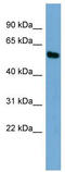 Zinc Finger And SCAN Domain Containing 12 antibody, TA345654, Origene, Western Blot image 