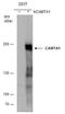Calmodulin-binding transcription activator 1 antibody, GTX129686, GeneTex, Western Blot image 