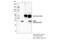Methylthioadenosine Phosphorylase antibody, 62765S, Cell Signaling Technology, Immunoprecipitation image 
