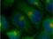 ADP Ribosylation Factor 6 antibody, 20225-1-AP, Proteintech Group, Immunofluorescence image 