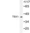 T-Box 1 antibody, LS-C176700, Lifespan Biosciences, Western Blot image 