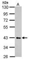 Heparan Sulfate-Glucosamine 3-Sulfotransferase 2 antibody, GTX118041, GeneTex, Western Blot image 