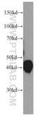 ORM1 antibody, 66097-1-Ig, Proteintech Group, Western Blot image 