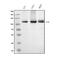 DNA replication licensing factor MCM6 antibody, M02755, Boster Biological Technology, Western Blot image 