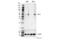 ATF4 antibody, 97038S, Cell Signaling Technology, Western Blot image 