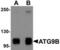 Autophagy Related 9B antibody, AHP2241, Bio-Rad (formerly AbD Serotec) , Immunohistochemistry frozen image 