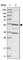 Family With Sequence Similarity 114 Member A2 antibody, HPA035869, Atlas Antibodies, Western Blot image 