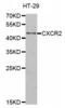 C-X-C Motif Chemokine Receptor 2 antibody, MBS127565, MyBioSource, Western Blot image 