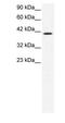 Nocturnin antibody, PA1-24489, Invitrogen Antibodies, Western Blot image 