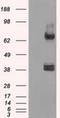 X-Ray Repair Cross Complementing 4 antibody, NBP1-48053, Novus Biologicals, Western Blot image 
