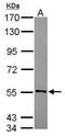 Cytochrome B5 Reductase 4 antibody, GTX119151, GeneTex, Western Blot image 