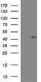 Ras association domain-containing protein 8 antibody, MA5-26230, Invitrogen Antibodies, Western Blot image 