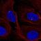 FGFR1 Oncogene Partner antibody, NBP2-57930, Novus Biologicals, Immunocytochemistry image 