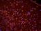 Desmin antibody, orb213844, Biorbyt, Immunofluorescence image 