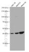 Somatostatin receptor type 5 antibody, 66772-1-Ig, Proteintech Group, Western Blot image 