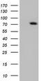 Rho GTPase Activating Protein 25 antibody, TA501750, Origene, Western Blot image 
