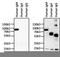 Human IgM antibody, NBP1-78603, Novus Biologicals, Western Blot image 