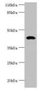 SH3 and cysteine-rich domain-containing protein 3 antibody, LS-C378462, Lifespan Biosciences, Western Blot image 
