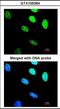 BRCA1-A complex subunit BRE antibody, orb89981, Biorbyt, Immunofluorescence image 