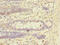 Tripartite Motif Containing 17 antibody, CSB-PA897559LA01HU, Cusabio, Immunohistochemistry frozen image 