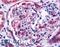 EK8 antibody, LS-A2842, Lifespan Biosciences, Immunohistochemistry frozen image 