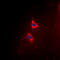 BCL2 Like 1 antibody, LS-C358424, Lifespan Biosciences, Immunofluorescence image 