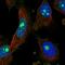Polycomb Group Ring Finger 5 antibody, HPA038349, Atlas Antibodies, Immunofluorescence image 