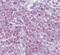 Delta1 antibody, PA5-23457, Invitrogen Antibodies, Immunohistochemistry frozen image 