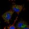 Acireductone Dioxygenase 1 antibody, HPA035403, Atlas Antibodies, Immunofluorescence image 