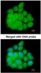 Mitogen-Activated Protein Kinase 8 Interacting Protein 2 antibody, NBP1-31411, Novus Biologicals, Immunocytochemistry image 