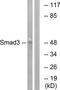 SMAD Family Member 3 antibody, TA312265, Origene, Western Blot image 
