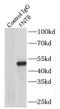Farnesyltransferase, CAAX Box, Beta antibody, FNab03181, FineTest, Immunoprecipitation image 