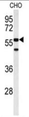Actin-related protein 5 antibody, AP50074PU-N, Origene, Western Blot image 