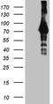 Hyaluronan-binding protein 2 antibody, TA809397S, Origene, Western Blot image 