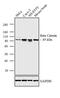 Catenin alpha-2 antibody, PA5-16762, Invitrogen Antibodies, Western Blot image 