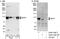 Ribosome biogenesis protein BOP1 antibody, A302-149A, Bethyl Labs, Immunoprecipitation image 