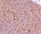 Adiponectin Receptor 1 antibody, NBP2-67631, Novus Biologicals, Immunohistochemistry paraffin image 