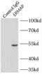 Scianna blood group antigen antibody, FNab02850, FineTest, Immunoprecipitation image 