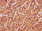 RAN Binding Protein 17 antibody, CSB-PA872481LA01HU, Cusabio, Immunohistochemistry paraffin image 