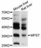 3-mercaptopyruvate sulfurtransferase antibody, abx126184, Abbexa, Western Blot image 