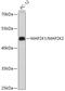 MEK1, MEK2 antibody, 18-297, ProSci, Western Blot image 