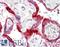 Protein fat-free homolog antibody, LS-B8850, Lifespan Biosciences, Immunohistochemistry frozen image 