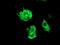 F-Box Protein 31 antibody, M06429, Boster Biological Technology, Immunofluorescence image 