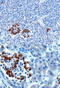 Cholecystokinin A Receptor antibody, TA303030, Origene, Immunohistochemistry paraffin image 