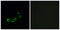 Olfactory receptor 10A5 antibody, LS-C120977, Lifespan Biosciences, Immunofluorescence image 