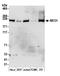 Mediator of RNA polymerase II transcription subunit 1 antibody, A303-876A, Bethyl Labs, Western Blot image 