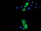MEP antibody, M03028-1, Boster Biological Technology, Immunofluorescence image 