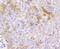F11 Receptor antibody, NBP2-67636, Novus Biologicals, Immunohistochemistry paraffin image 